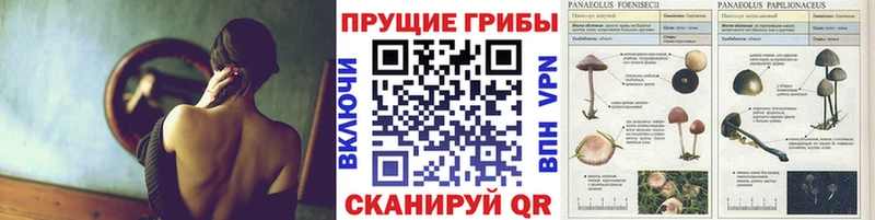 Галлюциногенные грибы Cubensis  Купить  Приволжск 